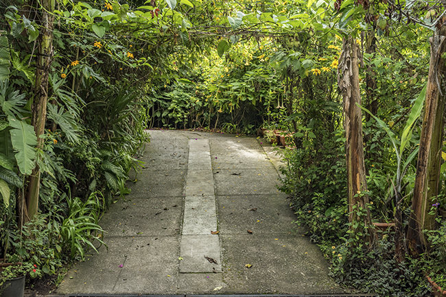 Our facilities research garden, at FLAAR Mesoamerica Guatemala