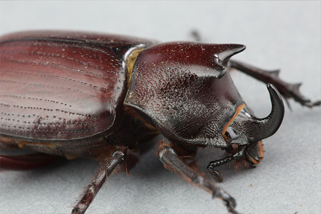 Oryctes nasicornis escarabajo rinoceronte insecto polinizador FLAAR